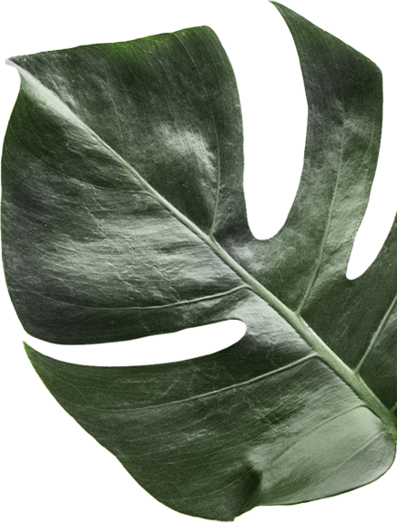 Grünes Blatt einer Zimmerpflanze